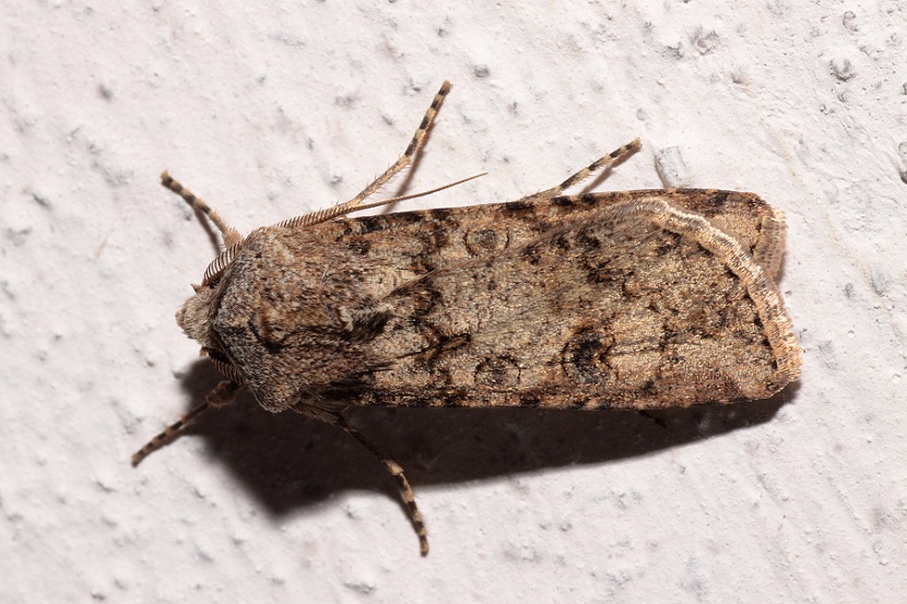 Nottuide 2 - Agrotis segetum