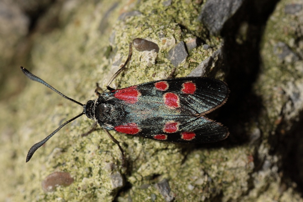 Z. carniolica variante ?