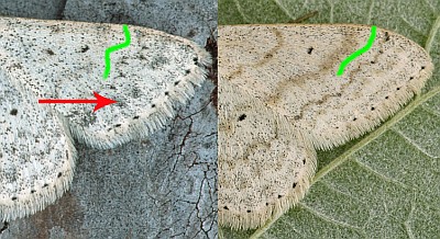 Geometridi : Scopula o Idaea ?