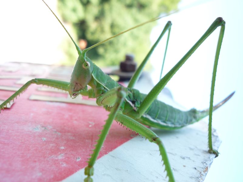 Ephippiger sp? (dalla Grecia)