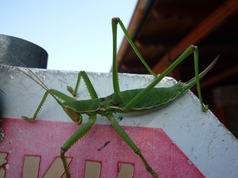 Ephippiger sp? (dalla Grecia)