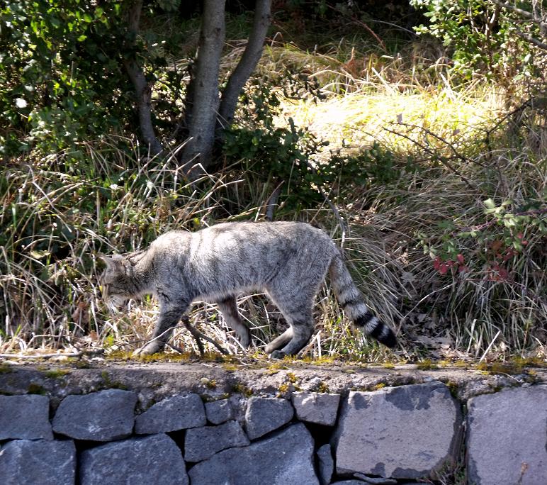 Soriano o selvatico - Etna