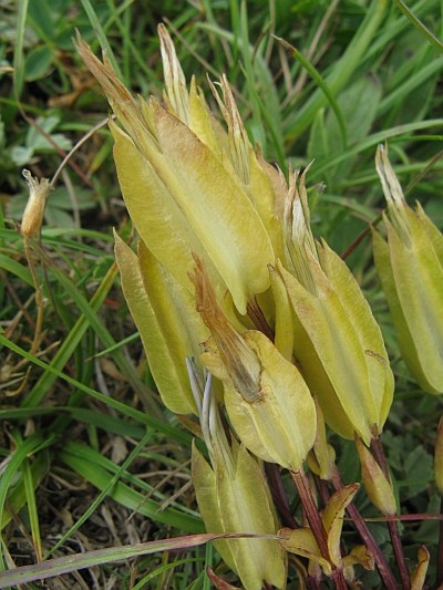 Gentiana utriculosa / Genziana alata