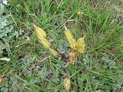 Gentiana utriculosa / Genziana alata