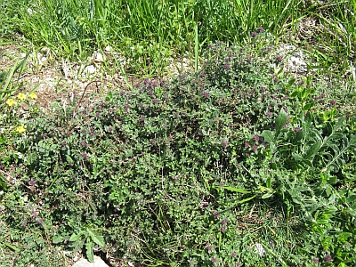 prostrata di ambiente roccioso - Thymus sp.