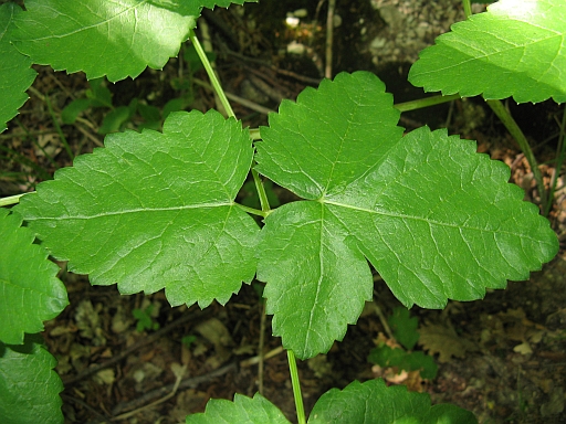 Laserpitium latifolium / Laserpizio erba nocitola