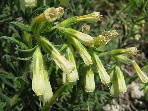 Onosma echioides