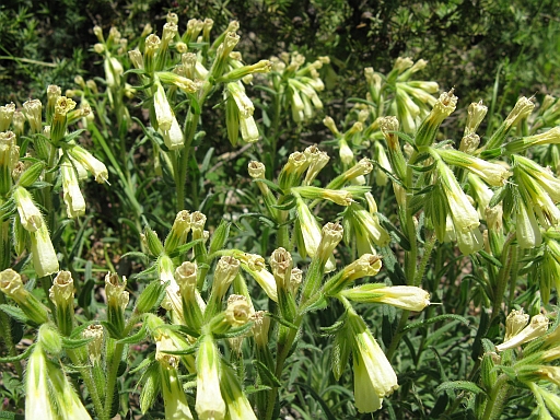 Onosma echioides