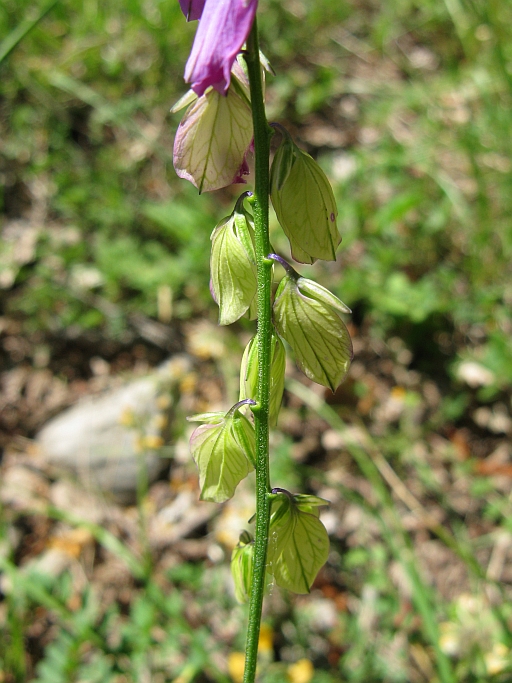 Polygala sp.