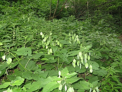 lunaria rediviva?