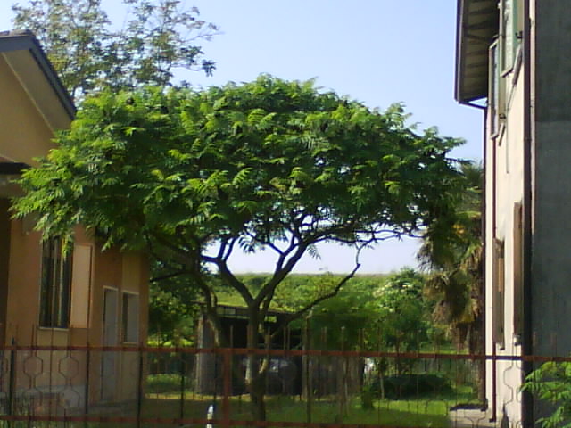 conoscete questi due alberi?