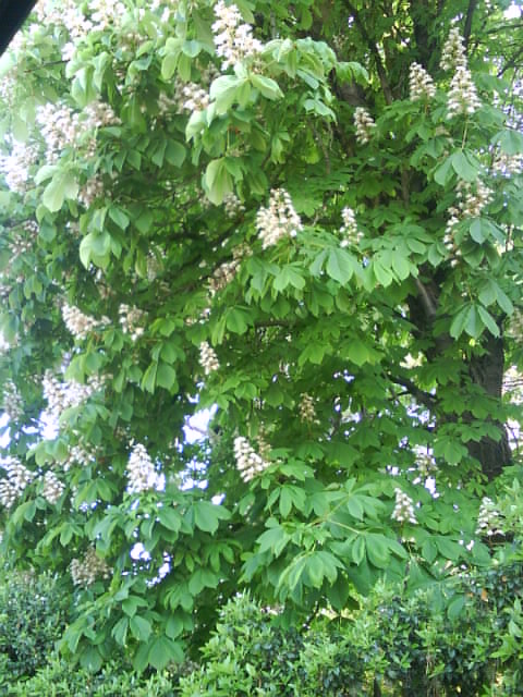 conoscete questi due alberi?