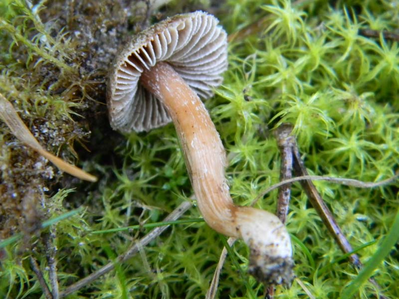 Tre Inocibe fotog.il 15.02.2011.