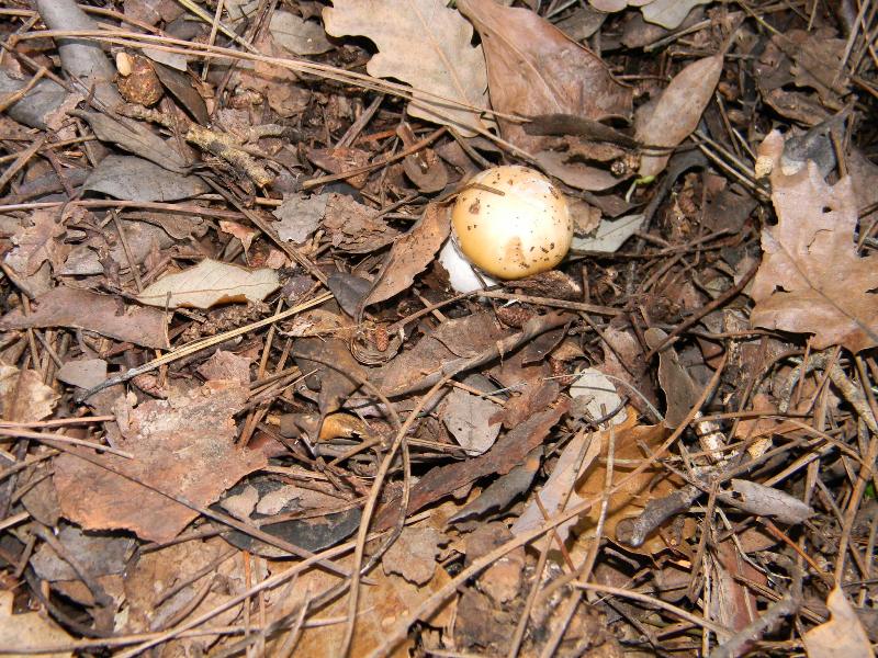 Fotografato il 24.02.2012.sotto bosco marino