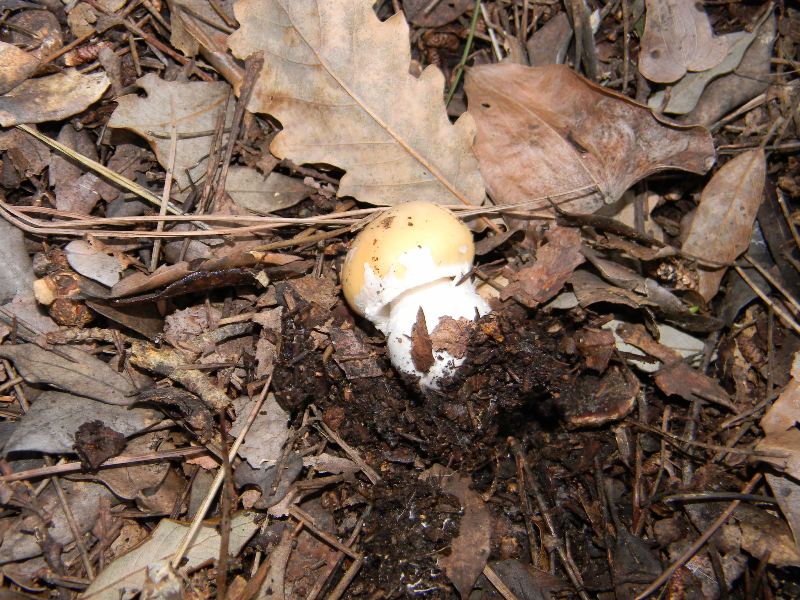 Fotografato il 24.02.2012.sotto bosco marino