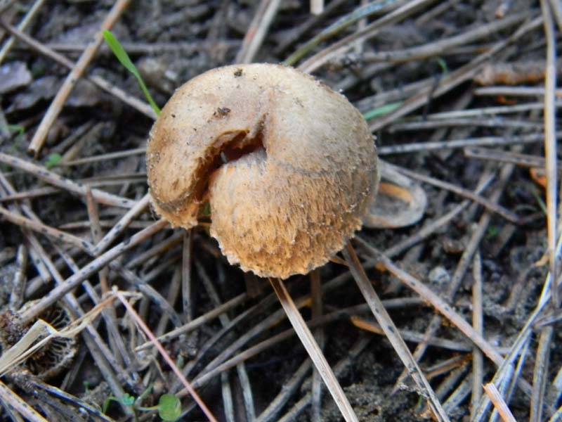 Tre Inocibe fotog.il 15.02.2011.