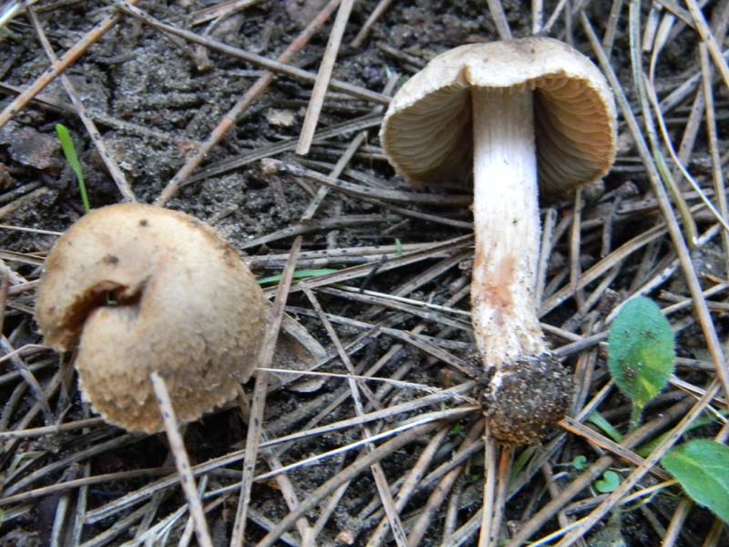 Tre Inocibe fotog.il 15.02.2011.