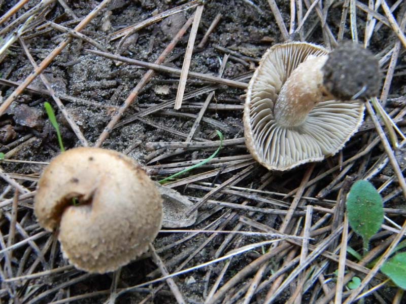 Tre Inocibe fotog.il 15.02.2011.