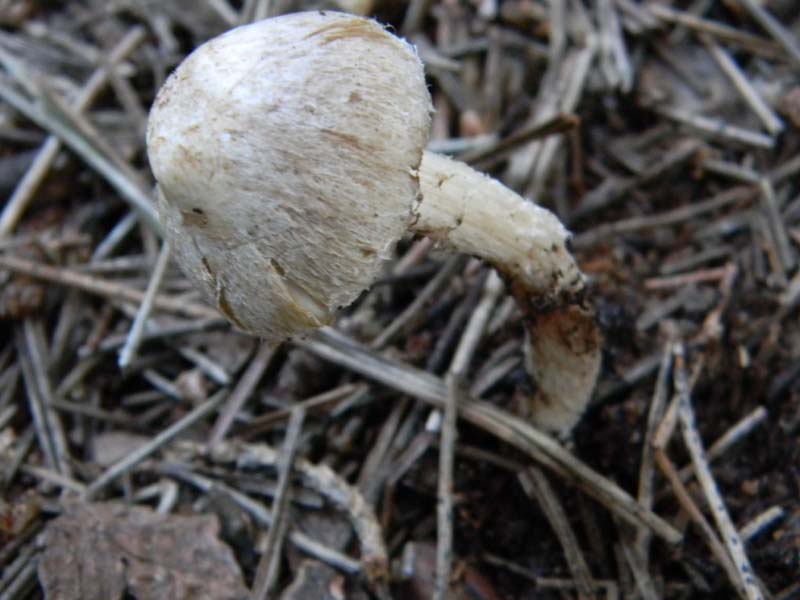 Tre Inocibe fotog.il 15.02.2011.