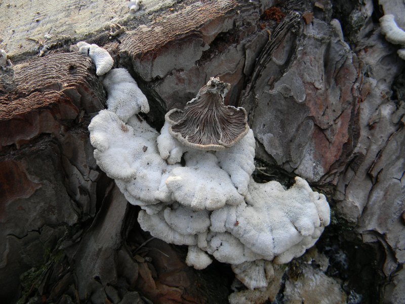 Fotografato il 24.02.2012.sotto bosco marino