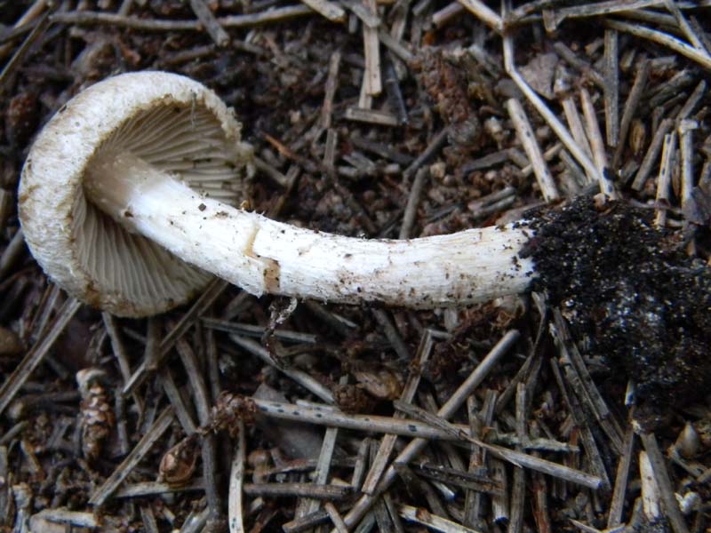 Tre Inocibe fotog.il 15.02.2011.