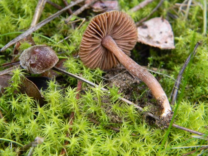 1)Fotografato il 11.02.2011.litorale marino