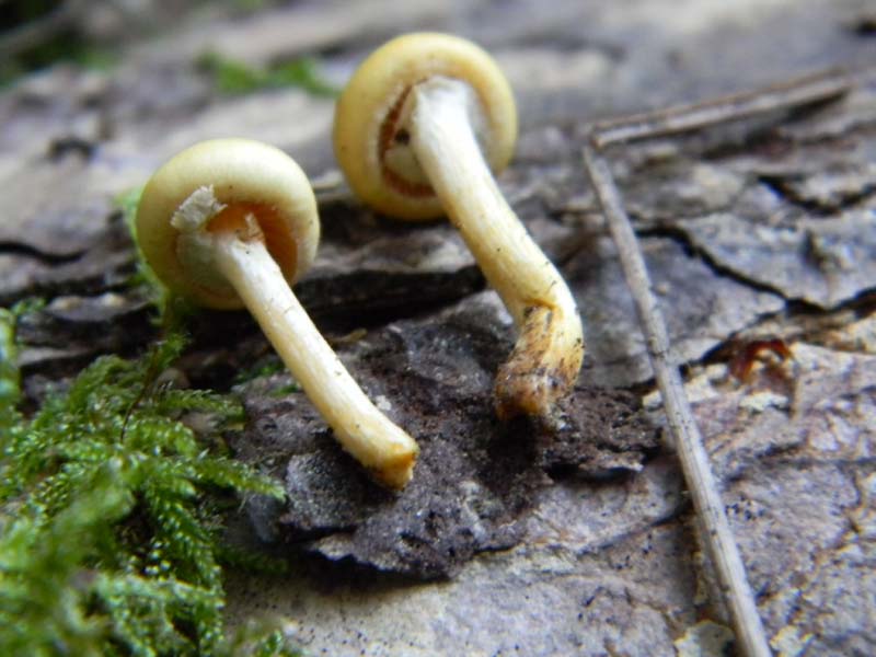 Fotografato il 15.02.2011.