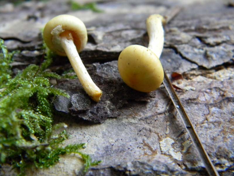 Fotografato il 15.02.2011.