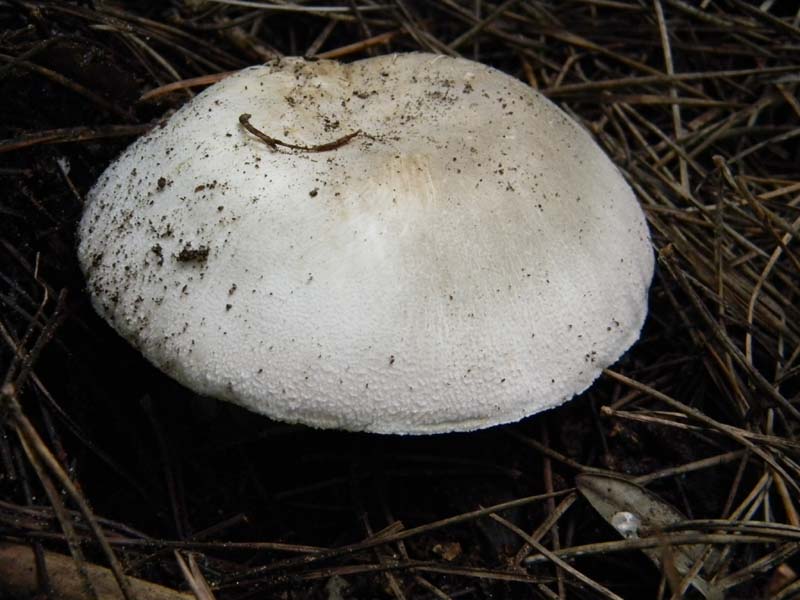 Agaricus menieri -  del 11.02.2011 sotto pineta marina