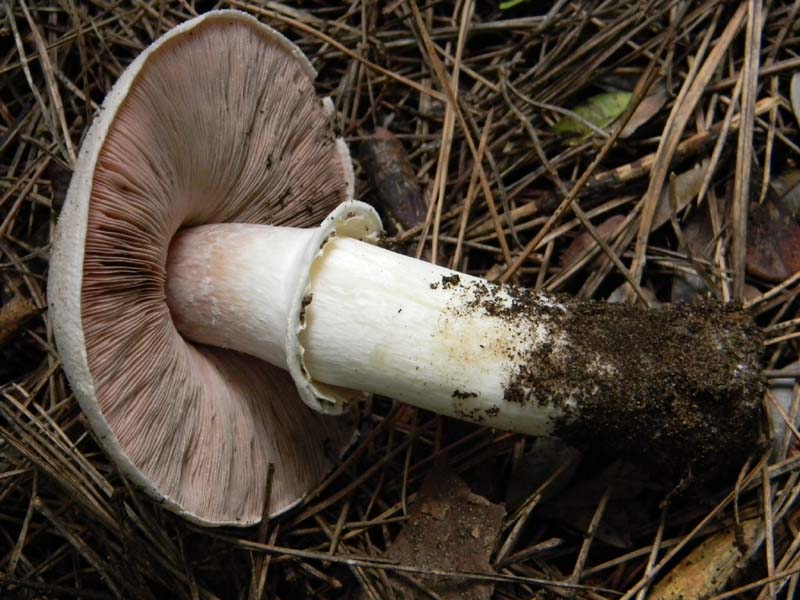 Agaricus menieri -  del 11.02.2011 sotto pineta marina