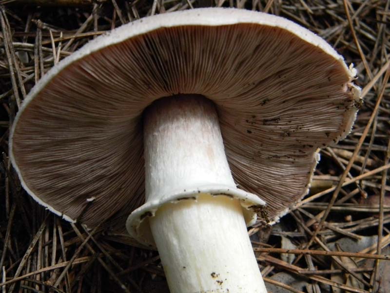 Agaricus menieri -  del 11.02.2011 sotto pineta marina