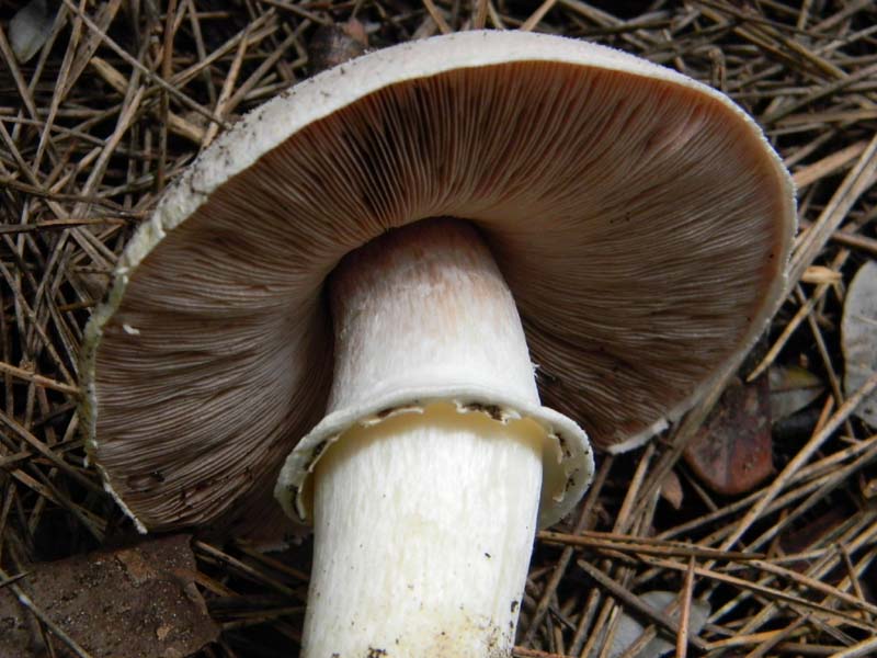 Agaricus menieri -  del 11.02.2011 sotto pineta marina