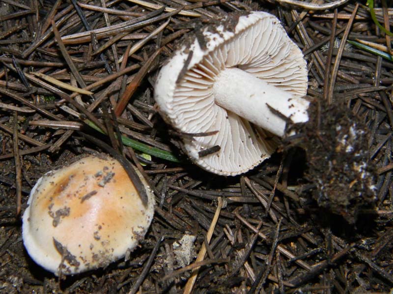 Tre funghetti da determinare fotog.il18.02.2011.