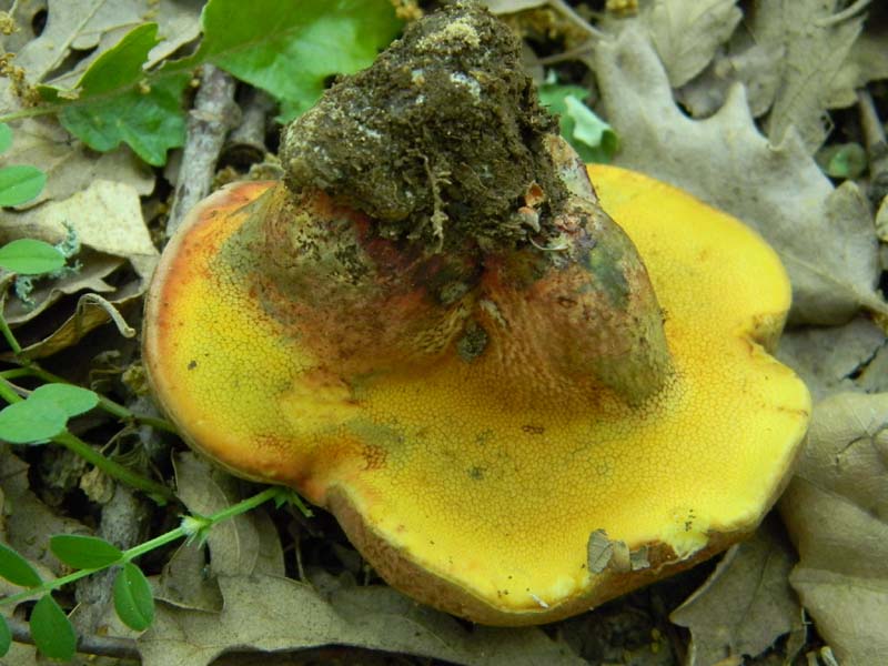 Ritrovamento del 10.05.2011.bosco di Quercia