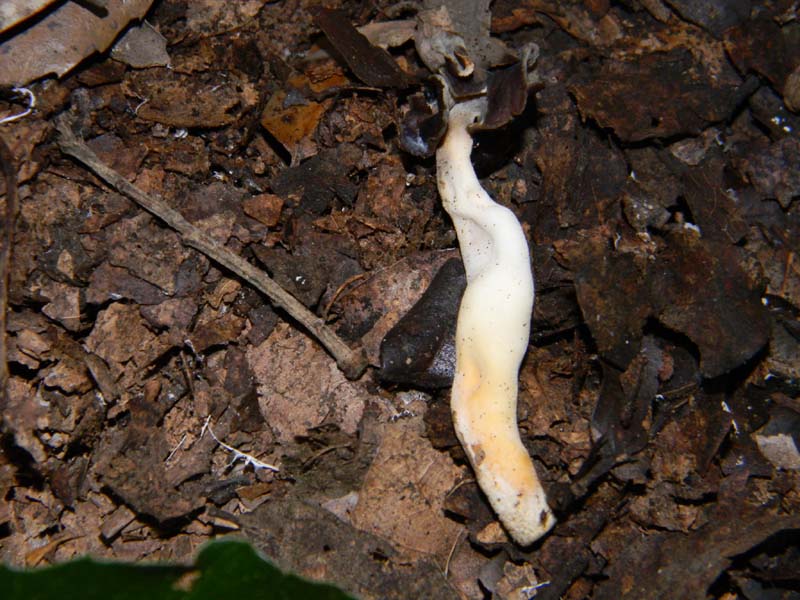 Helvella fotog.il 15.02.2011.sotto latifoglia