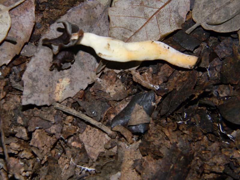 Helvella fotog.il 15.02.2011.sotto latifoglia