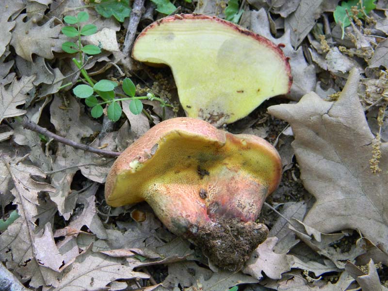 Ritrovamento del 10.05.2011.bosco di Quercia