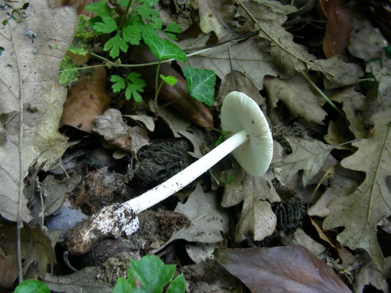 2) Fotografati  il 16.06.2012.sotto Quercia