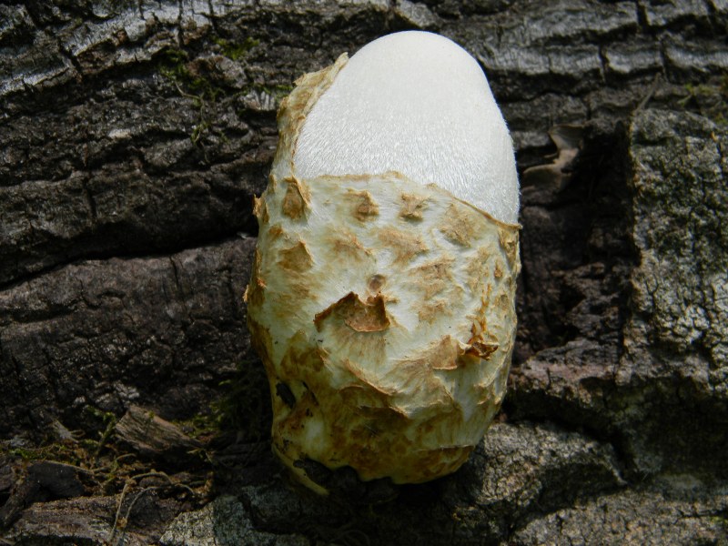 4) Fotografati sotto Quecia il 16.06.2012.