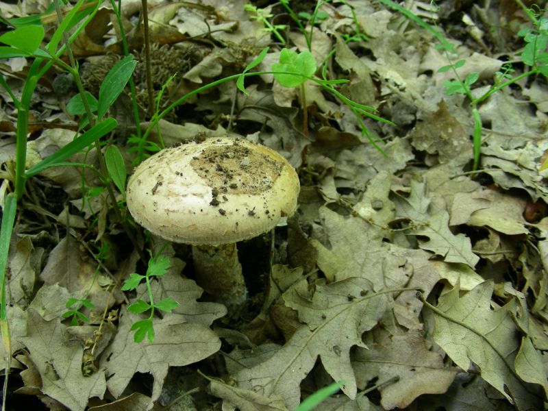 5) Fotografati il 16.06.2012. sotto Quecia