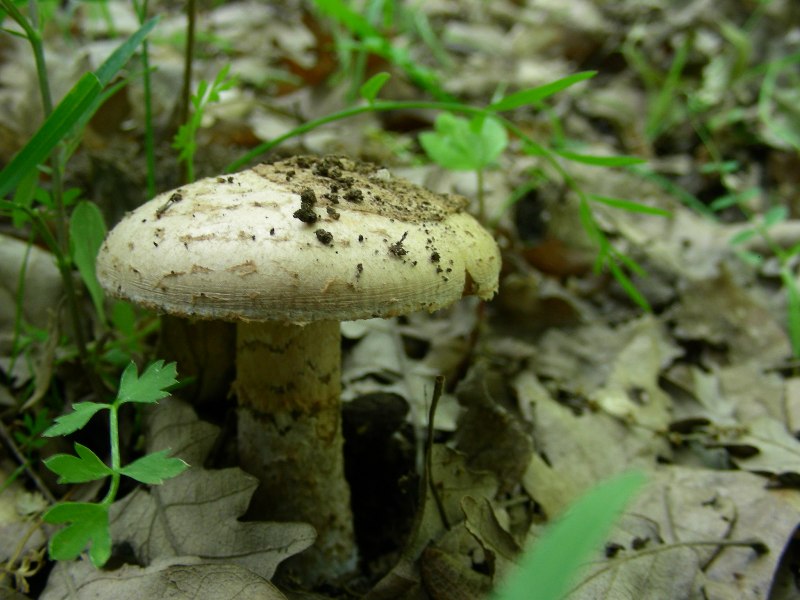 5) Fotografati il 16.06.2012. sotto Quecia