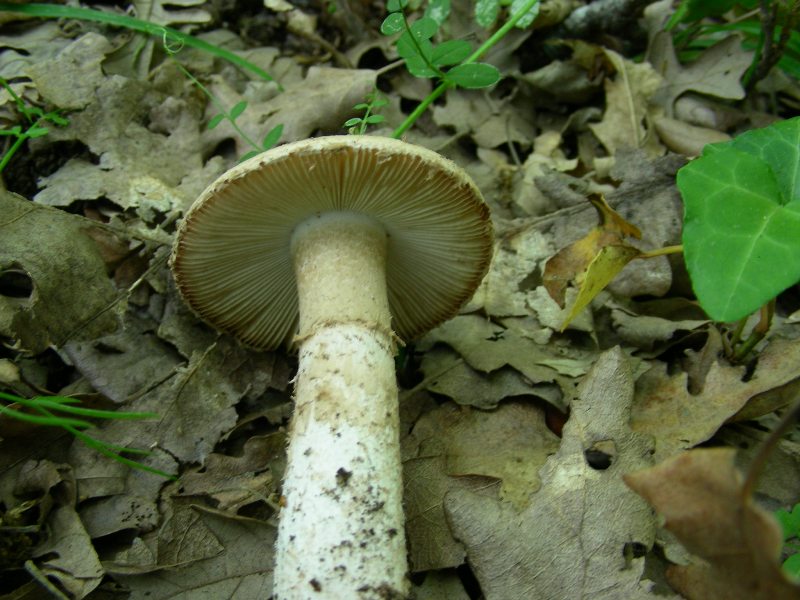 5) Fotografati il 16.06.2012. sotto Quecia