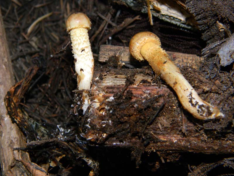 Fotografati il 15.02.2011