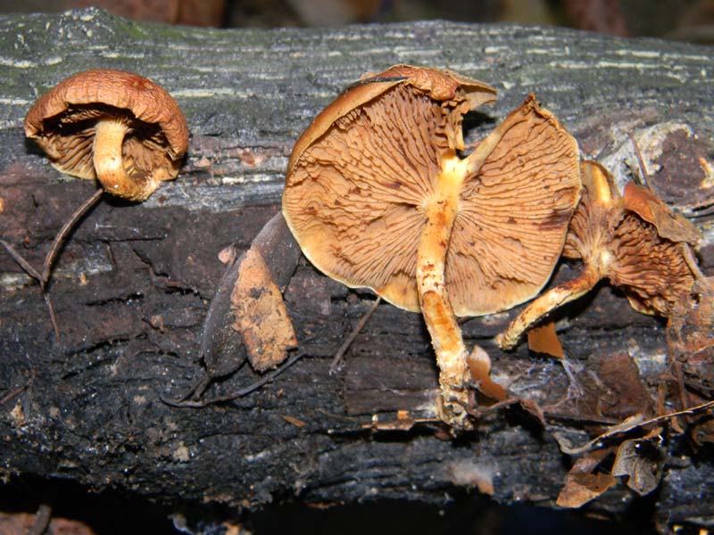 Fotografati il 15.02.2011