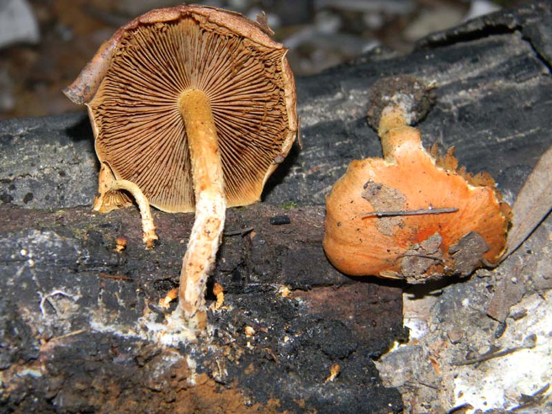 Fotografati il 15.02.2011