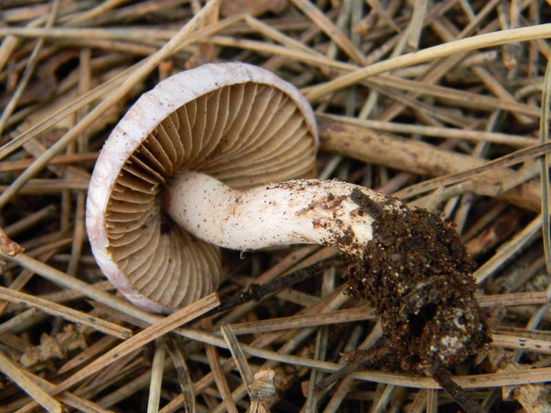 Altro ritrovamento11.02.2011 litorale marino