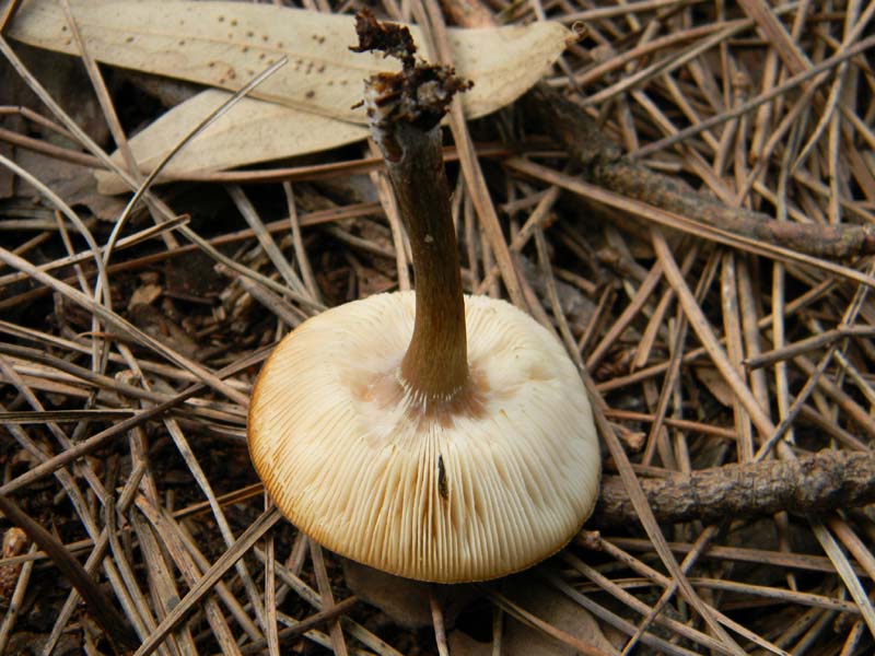 Ritrovamento 11.02.2011.litorale marino