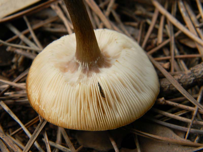 Ritrovamento 11.02.2011.litorale marino