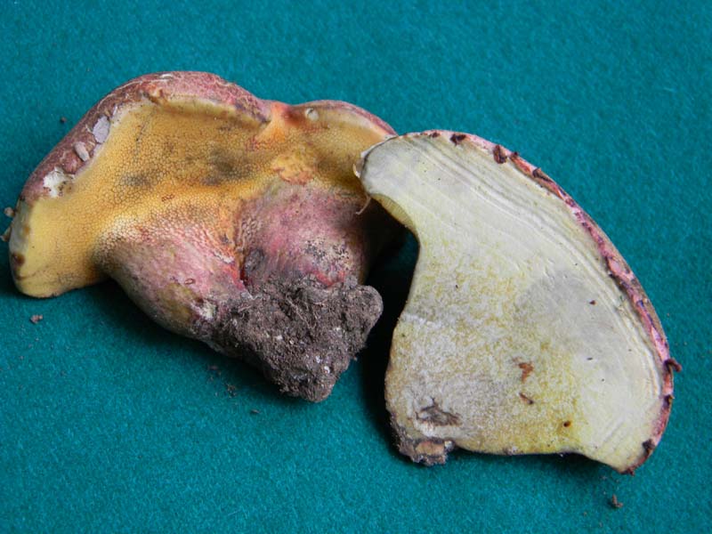 Ritrovamento del 10.05.2011.bosco di Quercia