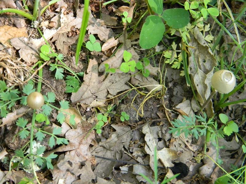 1Gruppo di ritrovamenti del 27.05.2011.sotto Quercia